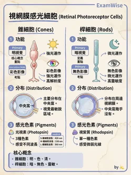 營養 - 神經系統生理學 - AI 圖文解析預覽