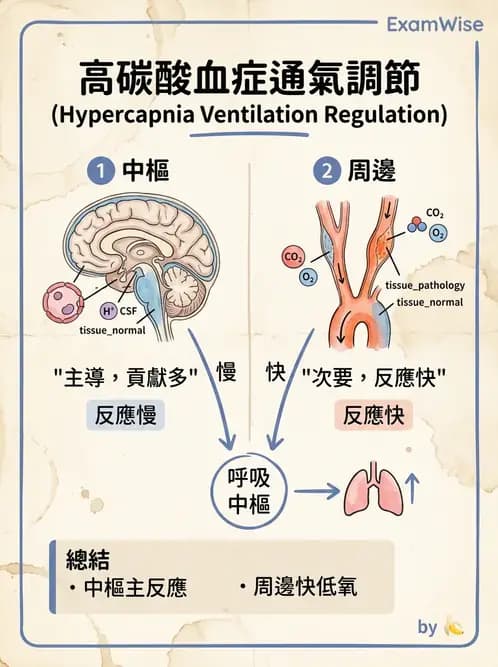 營養 - 呼吸系統生理學 - AI 圖文解析預覽