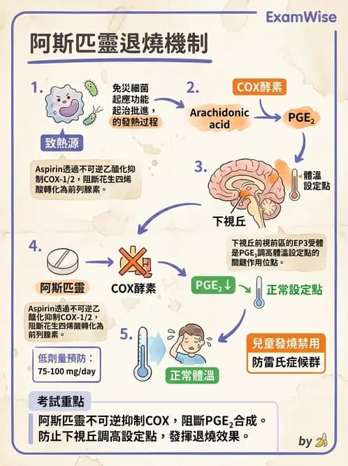 營養 - 神經系統生理學 - AI 圖文解析預覽