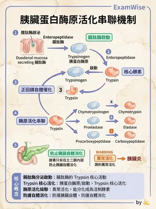 營養 - 蛋白質與胺基酸代謝 - AI 圖文解析預覽