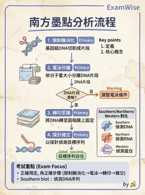 營養 - 核酸與基因表現 - AI 圖文解析預覽