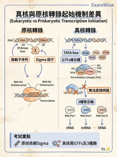 營養 - 核酸與基因表現 - AI 圖文解析預覽