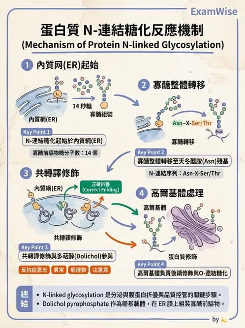 營養 - 蛋白質與胺基酸代謝 - AI 圖文解析預覽