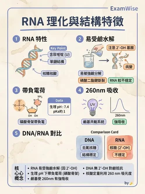 營養 - 核酸與基因表現 - AI 圖文解析預覽