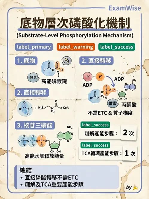 營養 - 能量代謝 - AI 圖文解析預覽