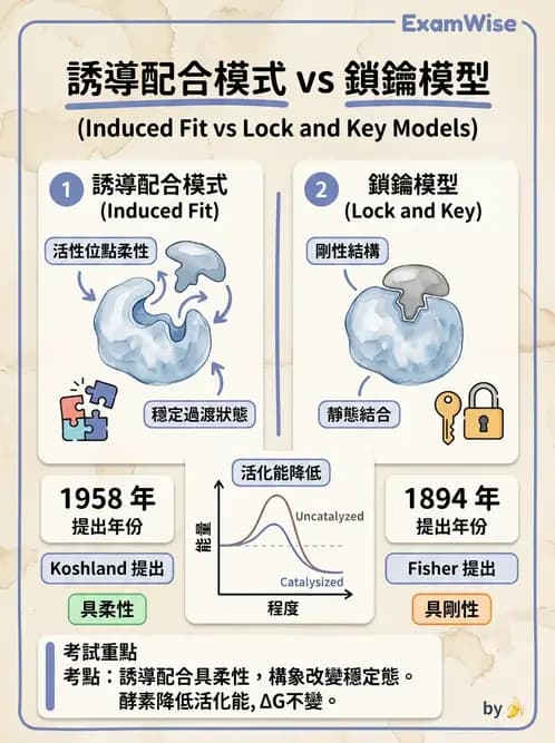 營養 - 酵素學基礎 - AI 圖文解析預覽