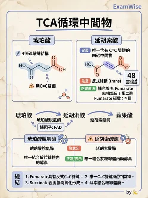 營養 - 能量代謝 - AI 圖文解析預覽