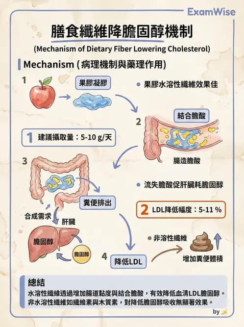 營養 - 醣類結構與膳食纖維 - AI 圖文解析預覽