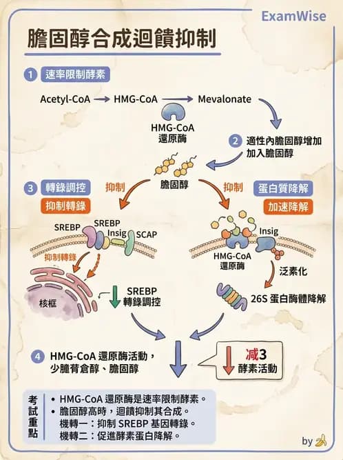 營養 - 脂蛋白與膽固醇代謝 - AI 圖文解析預覽