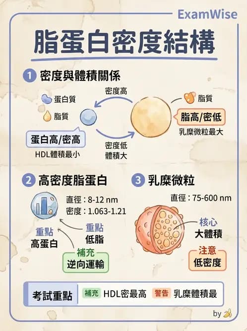 營養 - 脂蛋白與膽固醇代謝 - AI 圖文解析預覽