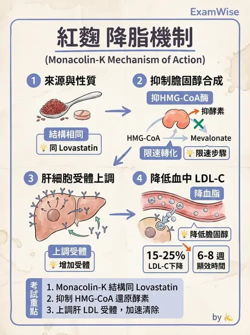營養 - 當代營養學相關議題 - AI 圖文解析預覽