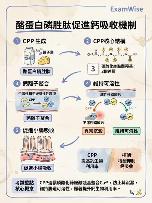 營養 - 當代營養學相關議題 - AI 圖文解析預覽