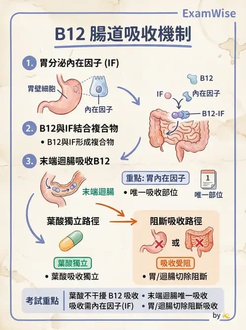 營養 - 單碳代謝與造血B群維生素 - AI 圖文解析預覽