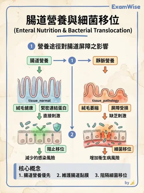 營養 - 營養支持 - AI 圖文解析預覽