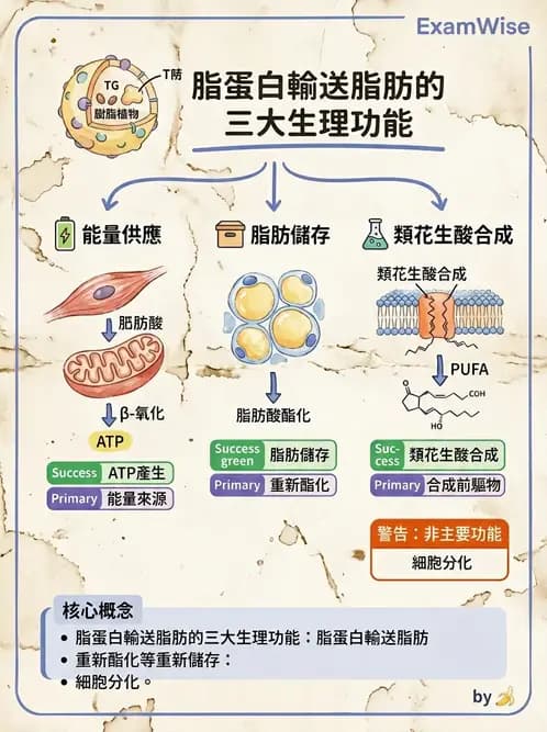 營養 - 脂蛋白與膽固醇代謝 - AI 圖文解析預覽