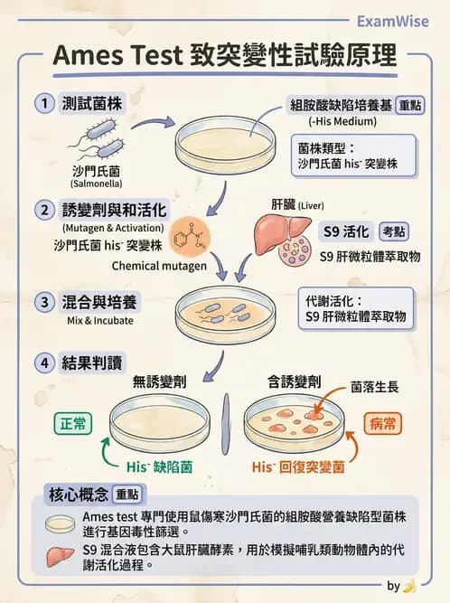營養 - 食品安全性評估 - AI 圖文解析預覽