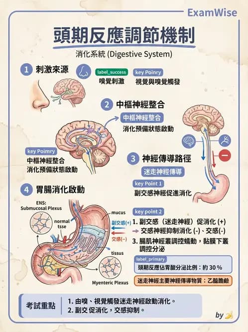 營養 - 消化系統生理學 - AI 圖文解析預覽