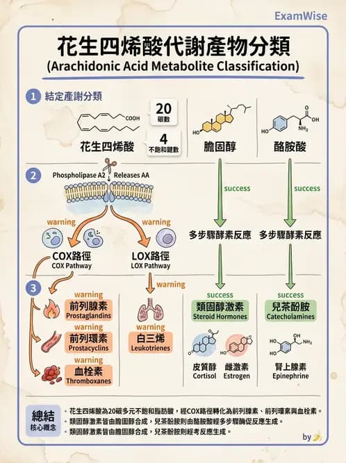 營養 - 內分泌與代謝生理學 - AI 圖文解析預覽