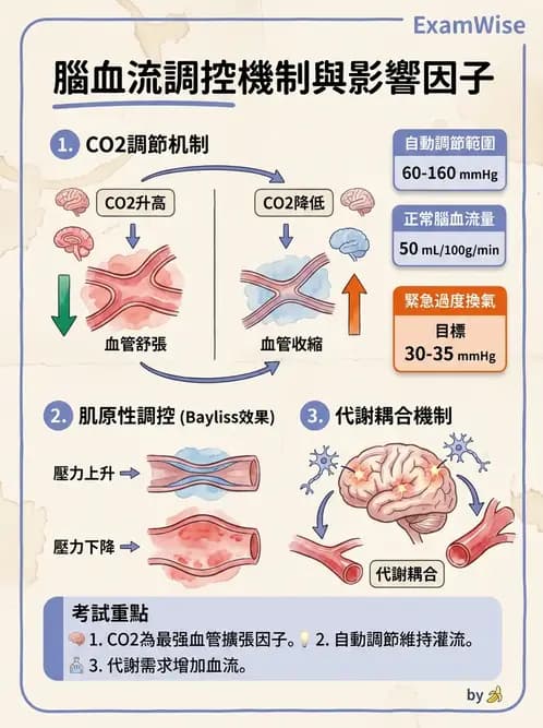 營養 - 心血管系統生理學 - AI 圖文解析預覽