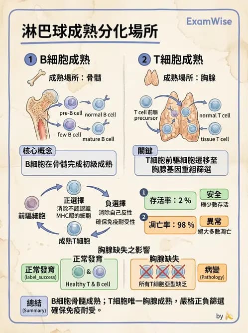 營養 - 血液與免疫 - AI 圖文解析預覽