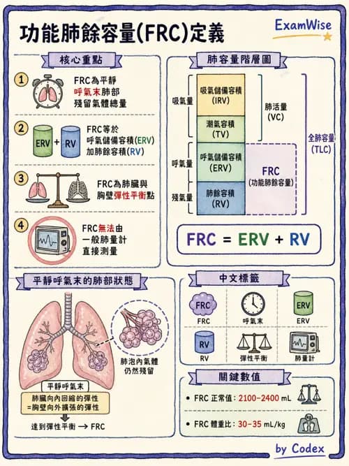 營養 - 呼吸系統生理學 - AI 圖文解析預覽