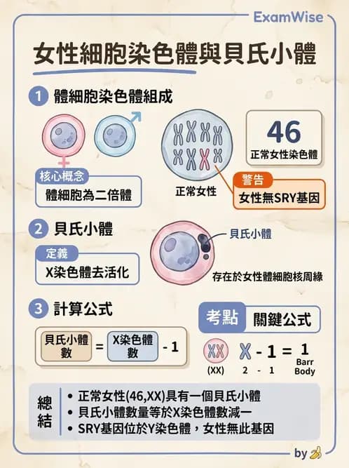 營養 - 生殖系統生理學 - AI 圖文解析預覽