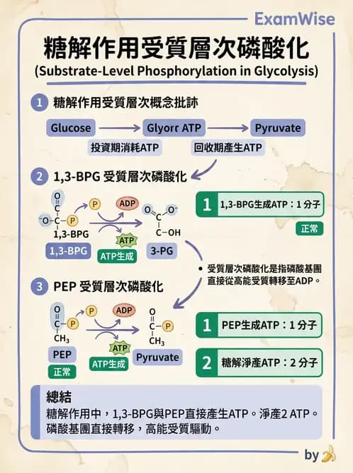 營養 - 醣類代謝 - AI 圖文解析預覽