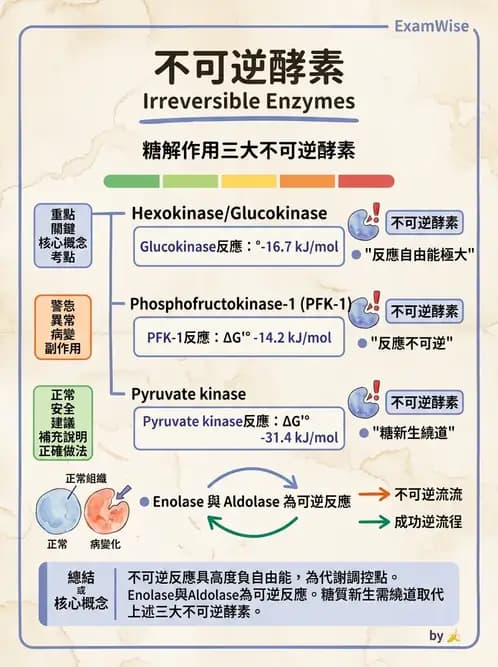 營養 - 醣類代謝 - AI 圖文解析預覽