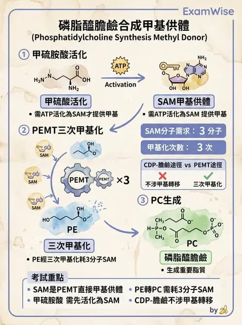 營養 - 脂質代謝 - AI 圖文解析預覽