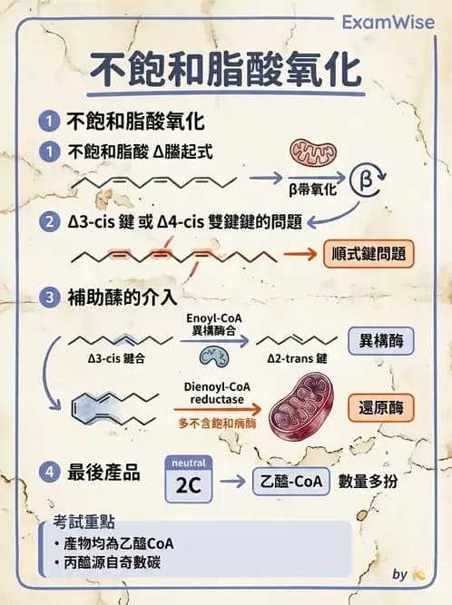 營養 - 脂質代謝 - AI 圖文解析預覽