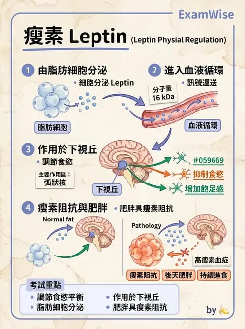 營養 - 內分泌與代謝生理學 - AI 圖文解析預覽