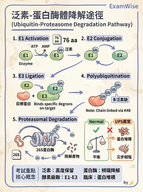 營養 - 蛋白質與胺基酸代謝 - AI 圖文解析預覽