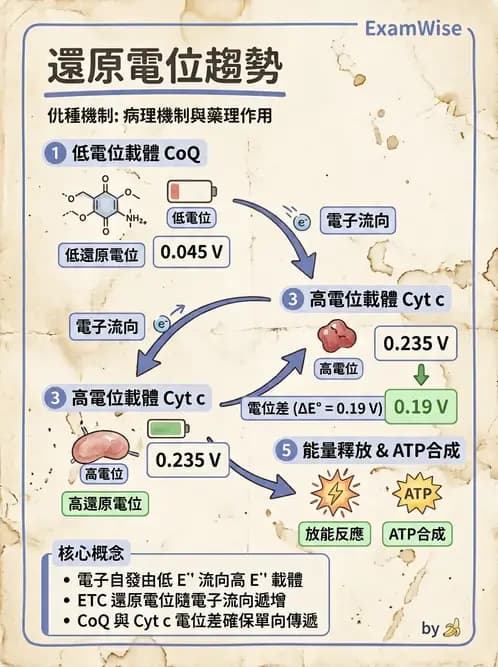 營養 - 能量代謝 - AI 圖文解析預覽