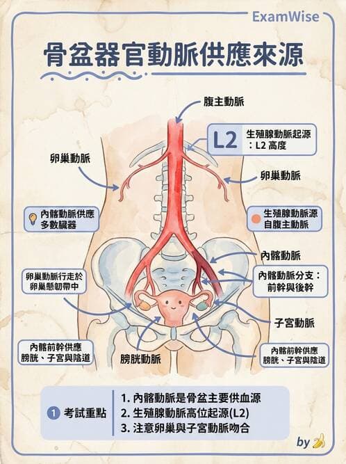 護理師 - 泌尿生殖系統 - AI 圖文解析預覽
