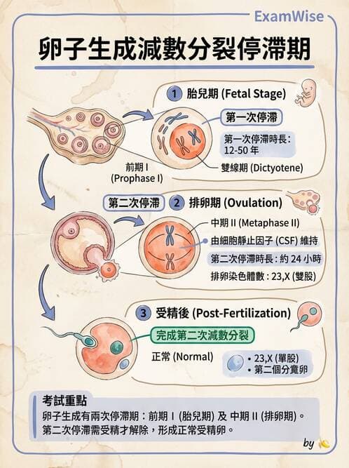 護理師 - 生殖系統 - AI 圖文解析預覽