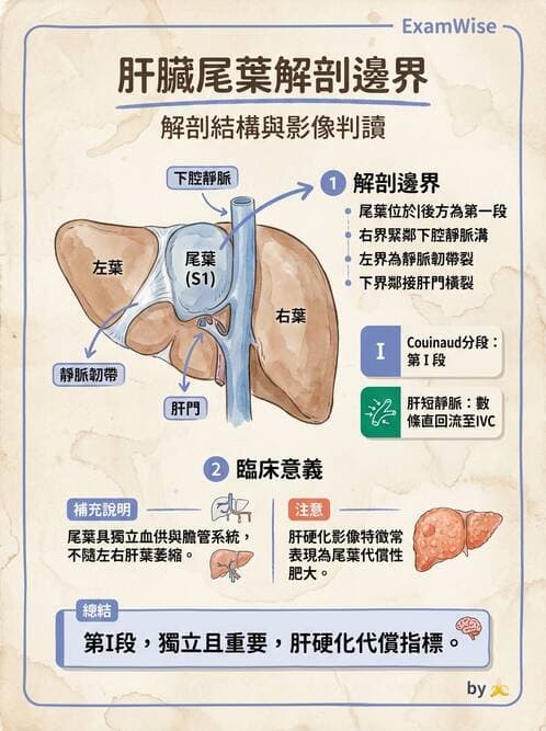 護理師 - 肝膽與腹部血管 - AI 圖文解析預覽