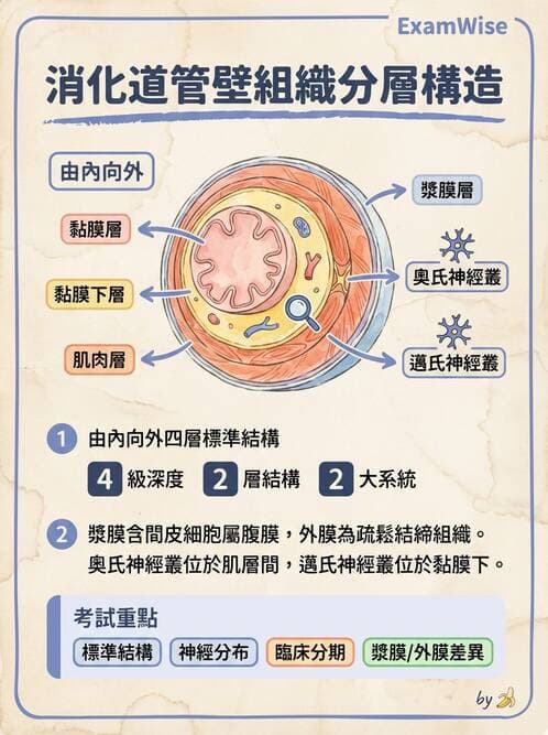 護理師 - 消化道 - AI 圖文解析預覽