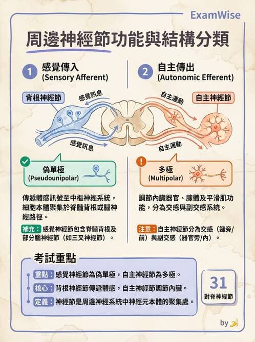 護理師 - 神經系統 - AI 圖文解析預覽