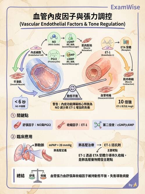 護理師 - 循環系統 - AI 圖文解析預覽