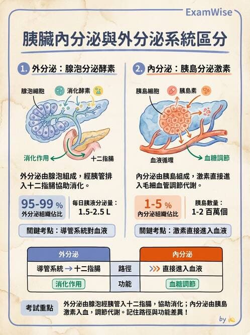 護理師 - 消化系統 - AI 圖文解析預覽