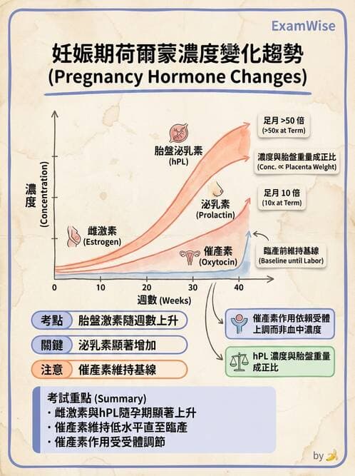 護理師 - 生殖系統 - AI 圖文解析預覽