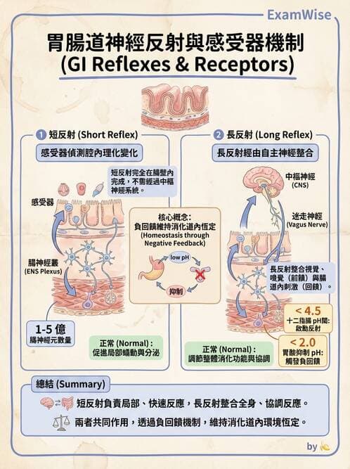護理師 - 消化系統 - AI 圖文解析預覽