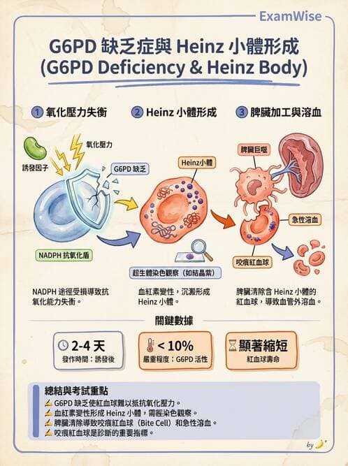 護理師 - 造血及淋巴系統 - AI 圖文解析預覽