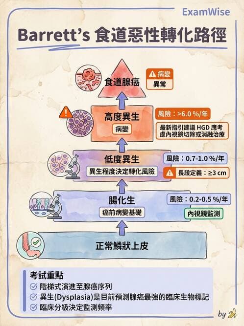 護理師 - 消化及肝膽/胰系統 - AI 圖文解析預覽