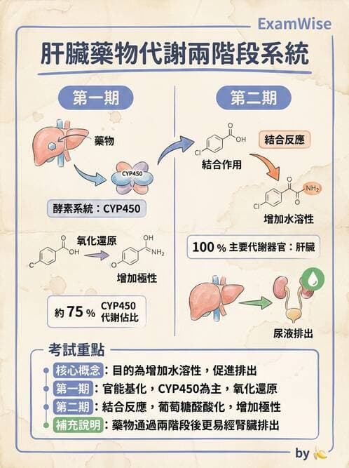 護理師 - 藥理學的一般概念 - AI 圖文解析預覽