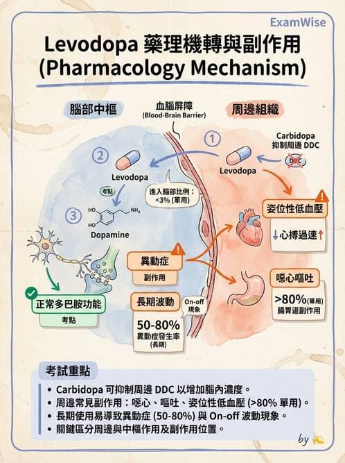 護理師 - 鎮痛、麻醉與神經科藥物 - AI 圖文解析預覽