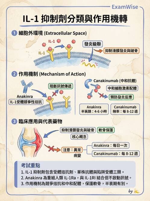 護理師 - 化學治療與免疫調節藥物 - AI 圖文解析預覽
