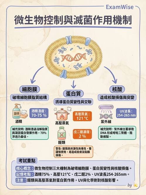 護理師 - 其他細菌 - AI 圖文解析預覽