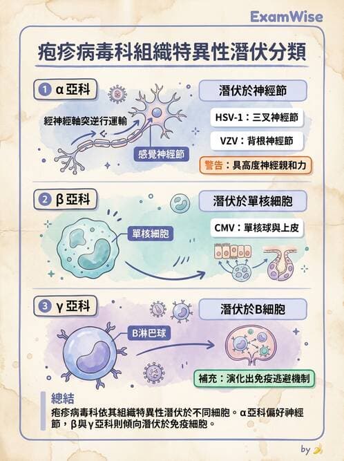 護理師 - DNA 病毒與肝炎病毒 - AI 圖文解析預覽