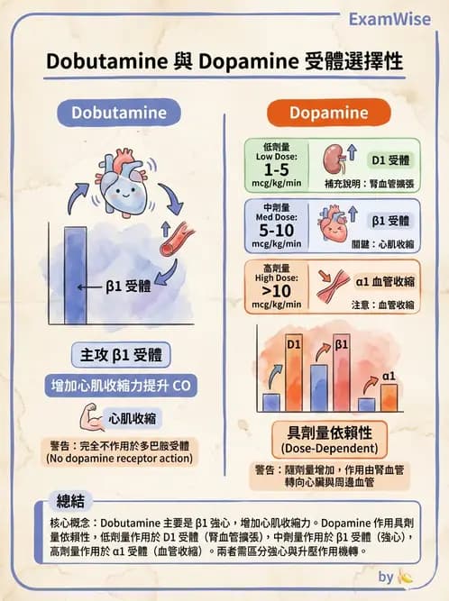 護理師 - 自主神經系統作用藥物 - AI 圖文解析預覽